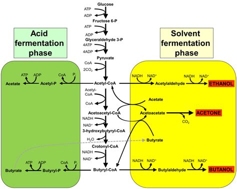 Fermentation acétone-butanol-éthanol — Wikipédia