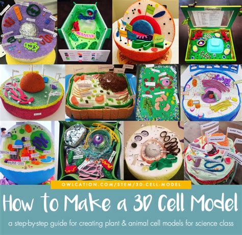 How To Create 3d Plant Cell And Animal Cell Models For Science Class