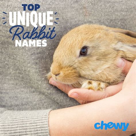 The Best Rabbit Names 300 Unique Cute And Catchy Bunny Names Bunny Names Rabbit Names Rabbit