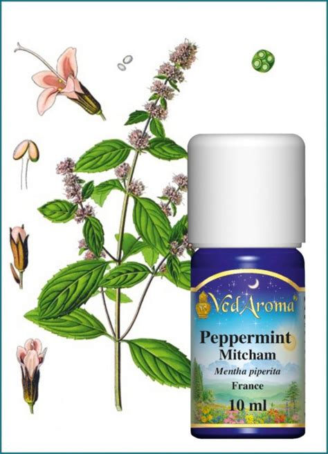 Mint Peppermint Mitcham Essential Oil 10 Ml VedAroma US