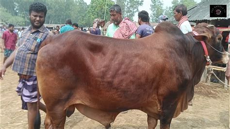 আজ সোমবার ৮ এপ্রিল২৪ চট্টগ্রামের ব্যবসায়ী কত টাকা মন দরে মাংসের বড় বড় ষাঁড় গরু কিনছেন