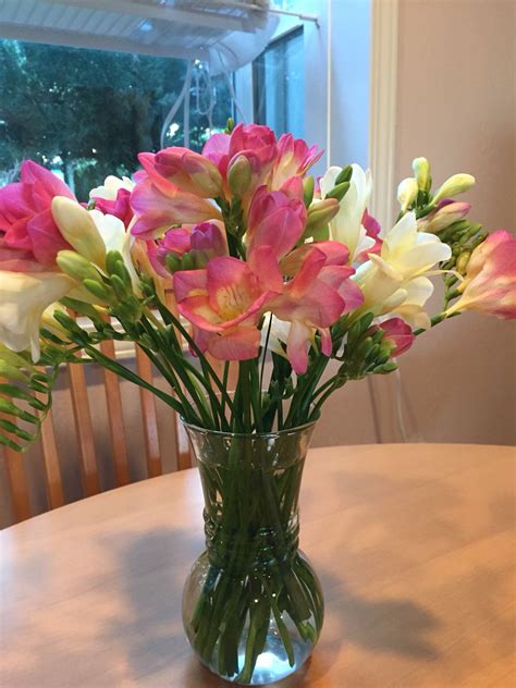 Pink And White Freesias Freesia Fresh Flowers Pink White Flower