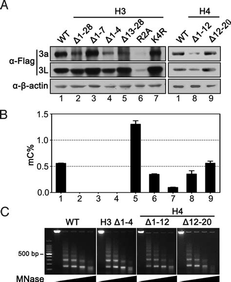 Requirement Of The N Terminal Of Histone H3 Tail For DNA Methylation