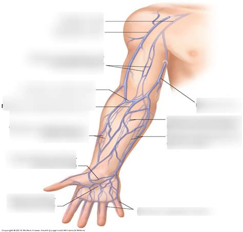 arm veins Diagram | Quizlet