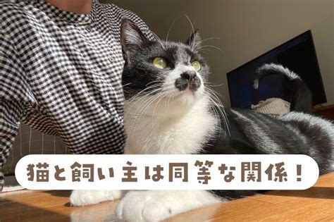 猫は飼い主のことをどう思っている？猫に好かれる人・嫌われる人の特徴もご紹介！ 彩🐾猫の参考書