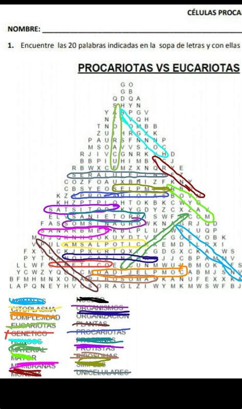 Sopa De Letras De Celula Procariota Y Célula Eucariota Contestada Brainlylat