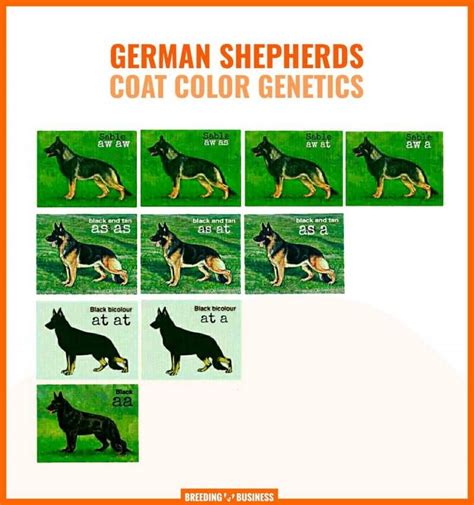 Black German Shepherds Genetics Prices And Breeders Free Guide