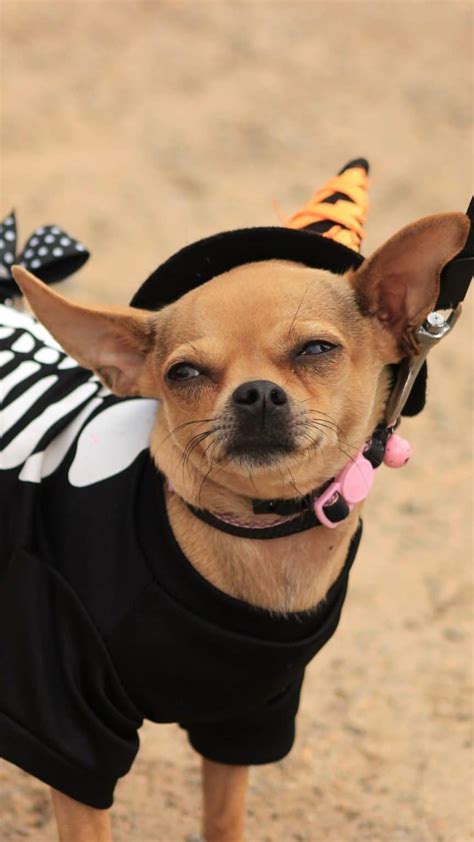 Best Chihuahua Halloween Costumes DIY Ideas, Cute & Funny Wallpaper