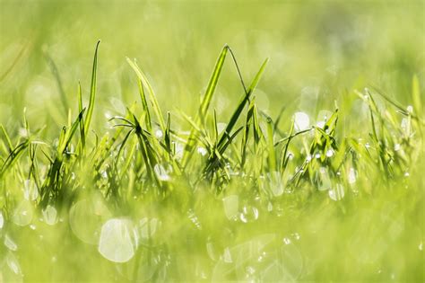 Wallpaper Sunlight Water Plants Field Branch Green Dew Leaf