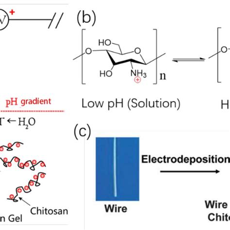 Schematic Illustration Of Electrodeposition Of Chitosan On Cathode A Download Scientific