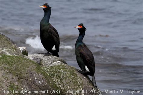 Red Faced Cormorant