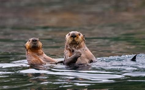 Life Cycle and Habitat of Sea Otters - Animal Sake