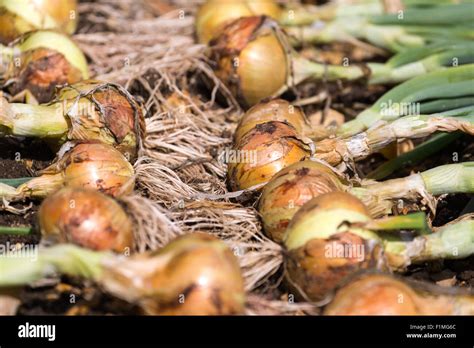 Home Grown Onions Hi Res Stock Photography And Images Alamy