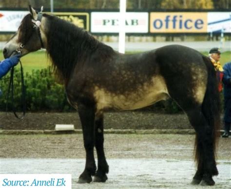 Sooty Buckskin | Unusual horse, Most beautiful horses, Rare horses