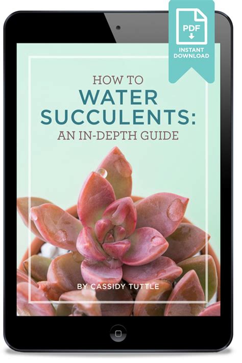 How to Water Succulents: An In-depth Guide Ebook | Succulents and Sunshine