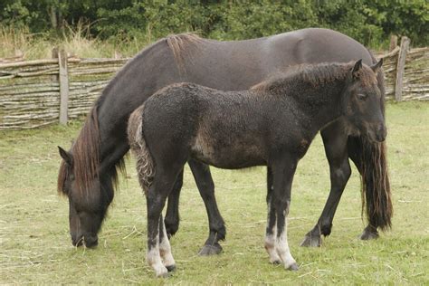 Horses - mare with foal Free Photo Download | FreeImages