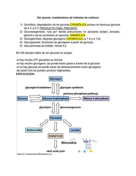 Apunte Metabolismo De Hidratos De Carbono 5to Apunte Metabolismo De