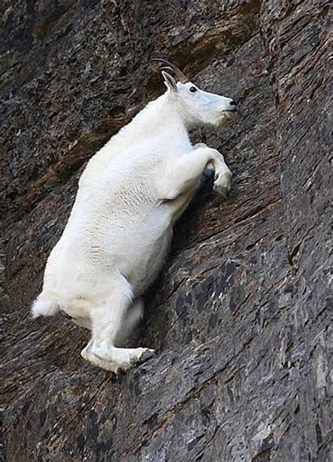 Mountain Goat Climbing Creatures Could Survive In Such A Hostile