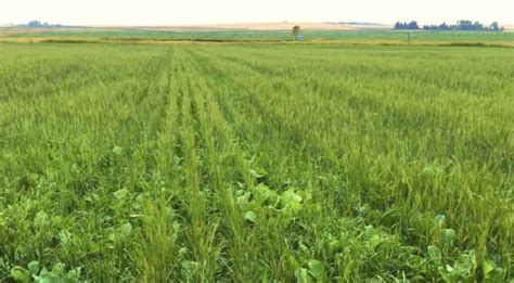 Cover Crops: Types, Benefits, And Tips On How To Use