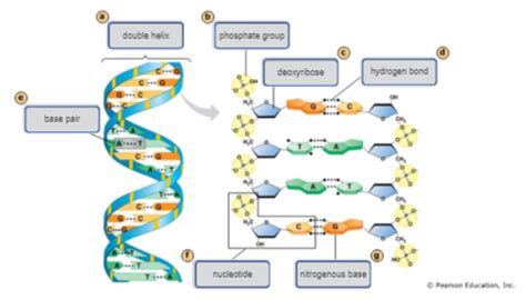BIOL100 Midterm 3 Flashcards | Quizlet 