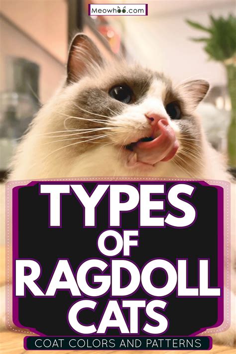Types Of Ragdoll Cats [Coat Colors And Patterns]