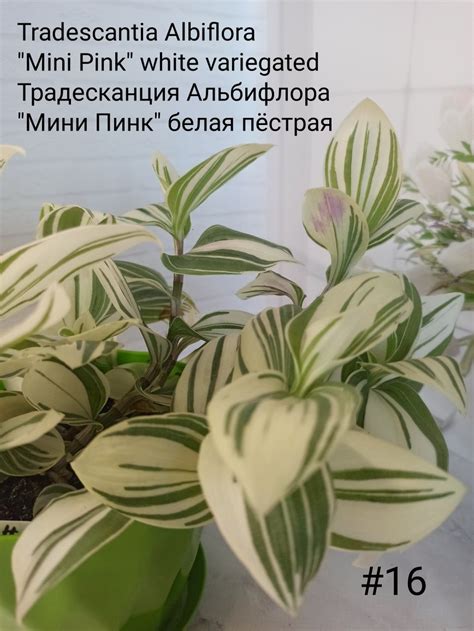 Традесканция Альбифлора "Мини Пинк" белая пёстрая: 20 грн. - Комнатные ...