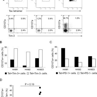 Low Expression Of Tim On Htlv Iinfected Cells Pbmcs From Ham Tsp