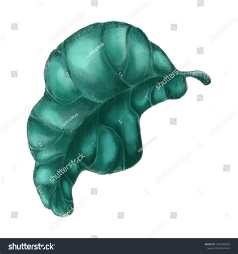 Green Quince Leaf Isolated Background Stock Illustration 1643368255