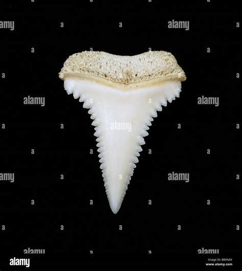 Great white shark tooth Stock Photo - Alamy