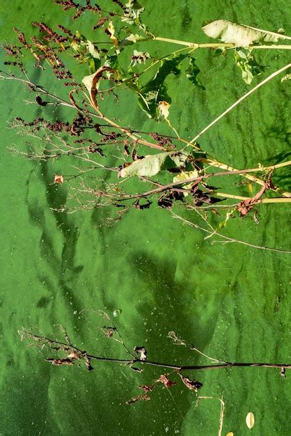 Wasserverschmutzung durch blühende Blaualgen Grünalgen auf der