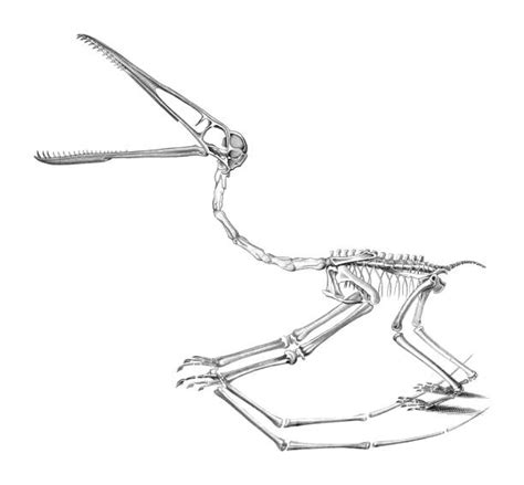 Pterodactyl Skeleton Stock Photos, Pictures & Royalty-Free Images - iStock