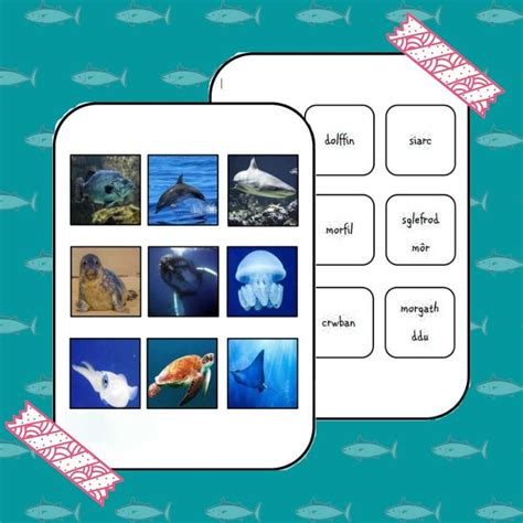 Sea Animals In Welsh Pairs Petal Resources