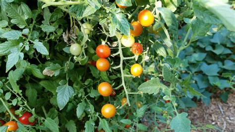 Sweet Cherry Tomato Update Gardening Tips Youtube