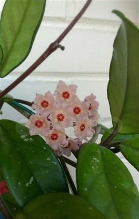 Хойя карноза (Hoya Carnosa), восковой плющ | Festima.Ru - Мониторинг ...