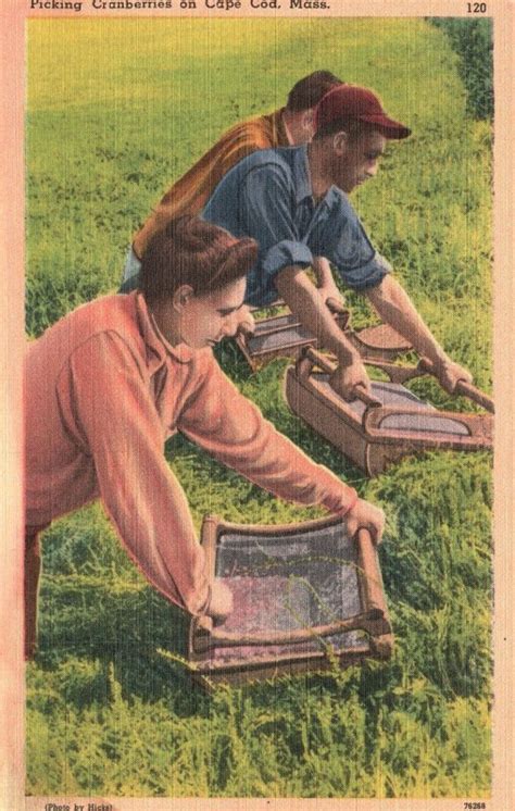 Vintage Postcard Picking Cranberries Cultivation Farming Cape Cod Massachusetts United States