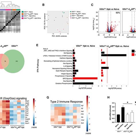 A 2B AR Signaling In IECs Is Required For Their Activation At The