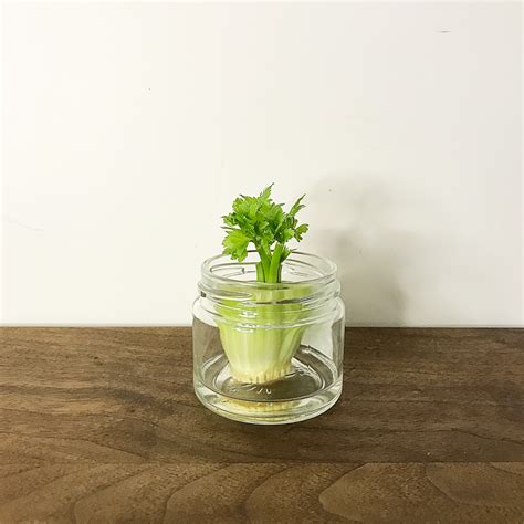 how to regrow celery at home