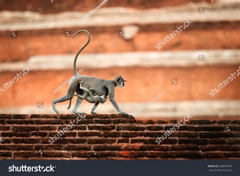 353 Monkey Stomach Images Stock Photos And Vectors Shutterstock