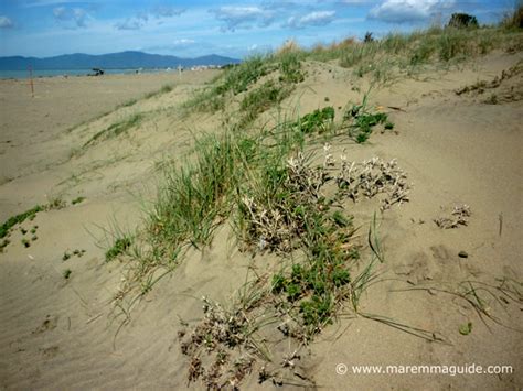 Principina A Mare Grosseto Maremma Tuscany