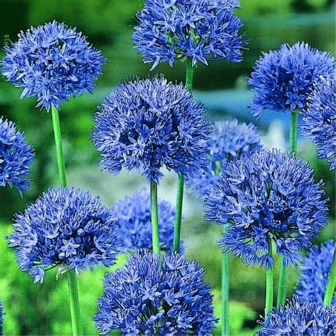 Allium Caeruleum Bulbs Allium Azureum Deep Sky Blue Fragrant Hardy