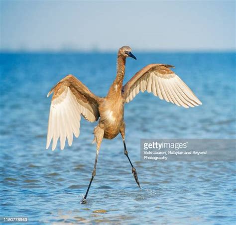 Florida Dancing Birds Photos And Premium High Res Pictures Getty Images