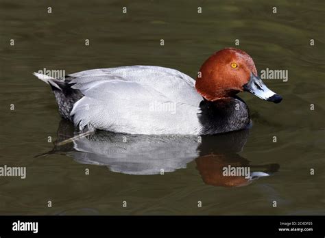 Common Pochard Aythya Ferina Male Stock Photo Alamy