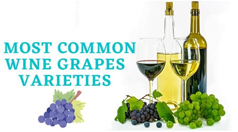 Wine Grapes: 16 Most Common Varieties