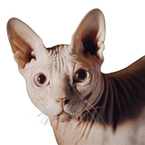 Do Sphynx Cats Have Whiskers Understanding Your Hairless Companion