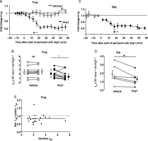 Angiopoietin 1 Decreases Continuous Microvessel Hydraulic Conductivity