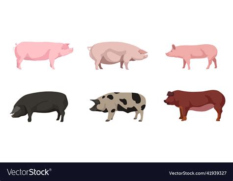 Set of beautiful pigs on white background Vector Image