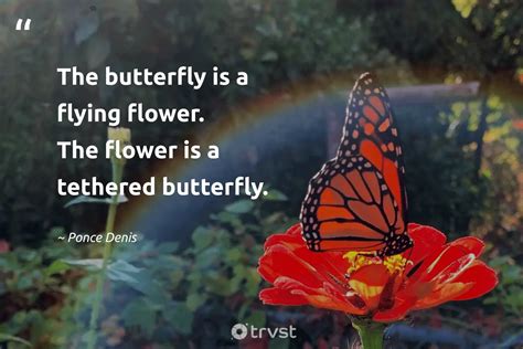 Butterfly Flying Away Quotes