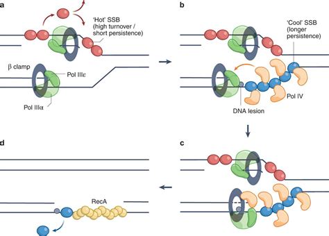 The Importance of Genetic Diversity: Explained with a Diagram