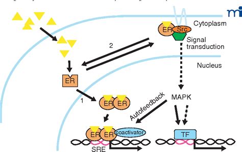 Figure 1 From Rapid Extranuclear Signaling By The Estrogen Receptor Er Mnar Couples Er And