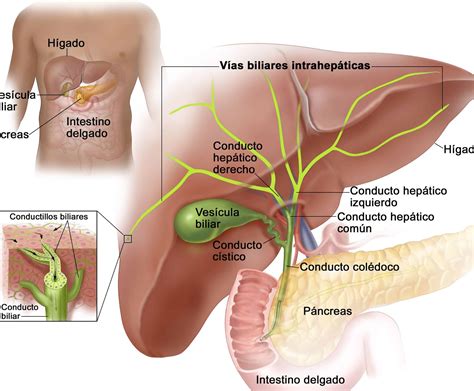 Vias Biliares Intra E Extra Hep Ticas Braincp